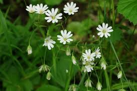 Image result for Stellaria