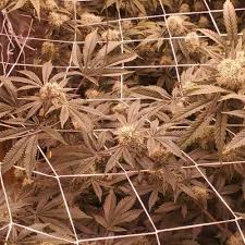 Our pink sapphires range in hue and tone from demure light peach to hot bubble gum pink. Pink Panties Humboldt Seeds Sapphire Scout Dead Hooked Og Gelato Grow Journal Week5 By Kindutcarter Growdiaries