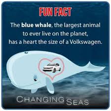 Fun Fact The Blue Whale The Largest Animal To Ever Live On The Planet Has A Heart The Size Of A Volkswagen Themo Fun Facts Large Animals The More You Know