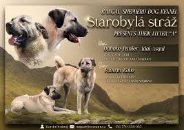 Image result for slovenský ohař hrubosrstý