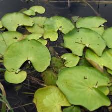 Image result for Nymphoides brevipedicellata