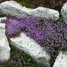 I totally agree to receive nothing*. Stauden Stade Versand Shop Thymus Serpyllum Coccineus Sand Thymian Teppich Thymian Hier Bestellen