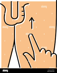 Image result for Cremasteric Reflex