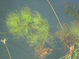 Image result for Eleocharis confervoides
