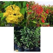 The plant bears small opposite leaves and small, fragrant, white to red flowers. Buy Plant House Live 3 Timber Plants Combo Tecoma Hamelia Henna Mehndi Healthy 3 Timber Plants Online Get 50 Off