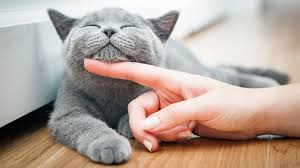 Maybe you would like to learn more about one of these? Comment Caresser Un Chat Selon La Science L Actualite