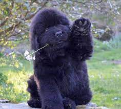 Enter your email address to receive alerts when we have new listings available for newfoundland puppies for sale uk. Breeders List Newfoundland Club Of New England