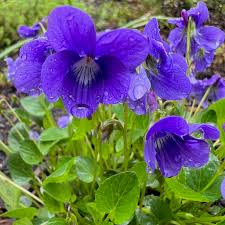 Image result for Viola abyssinica
