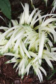 Image result for Ozoroa longipes