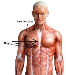 In this article, we shall learn about the anatomy of the muscles of the anterior chest. Grow Your Lower Chest The Best Solution To Grow Your Chest Muscles