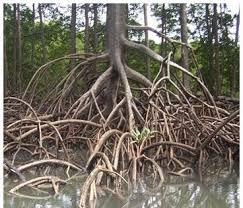 Terdapat 18 spesies bakau asli dan bakau berkaitan di taman negara johor pulau kukup. Apakah Kepentingan Jenis Akar Tersebut Kepada Pokok Bakau