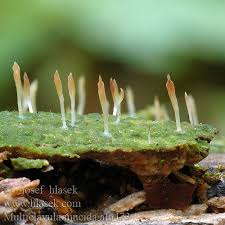 Image result for Multiclavula mucida
