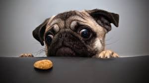 Lovable cuddly puppies are back in this new version of your favorite screen saver. Cute Dog Eyes Download Cute Dog Wallpapers Windows Mode