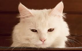 Cool username ideas for online games and services related to freefire in one place. White Cat Names Top 100 Best Names For White Cats