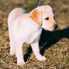 The primary ancestor of today's labrador retriever was the st. Beautiful White Dog Lab Labrador Retriever Pup Puppy Whelp Outdoor In Spring Stock Photo Picture And Royalty Free Image Image 39182318