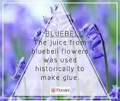 Pin On Flowers Fun Facts