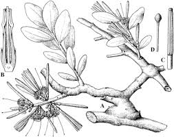 Image result for Phragmanthera usuiensis