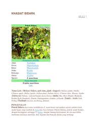 Daun bidara berwarna hijau, termasuk daun tunggal dan terletak berseling. Khasiat Bidara