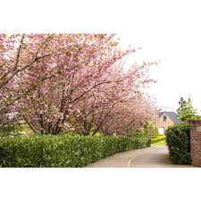 Image result for Prunus serrulata