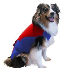 Surgi Snuggly Wonder Suit Post Surgical Healing Dog Suit Small Chewy Com Dog Diapers Dog Wrap Dog Incontinence