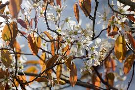 Image result for Amelanchier laevis