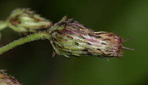 Image result for Laggera