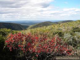 Image result for Schotia afra