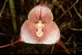 Image result for Stolzia kalkhof-roseae