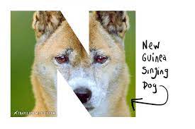 Animals Beginning With N Photos And Illustrations Travel For Wildlife