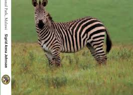 Image result for Gerardiina angolensis