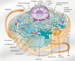 Animal cells have another set of organelles that most plant cells do not: 3 4 Unique Characteristics Of Eukaryotic Cells Microbiology Openstax Eukaryotic Cell Cell Diagram Animal Cell