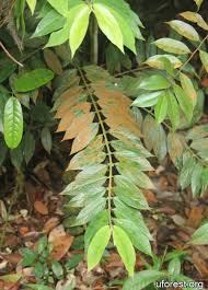 Image result for Lasianthus