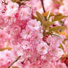 Flowering Cherry Kanzan Tree Cherry Blossom Flowers Cherry Blooms Pollinator Plants