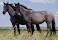 Image of How heavy is a horse?