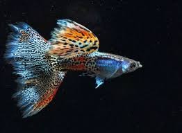 35 Different Types Of Guppies In The World With Beautiful Pictures Betta Fish Types Guppy Guppy Fish