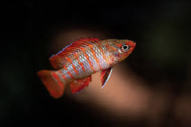 Image result for Turraea fischeri