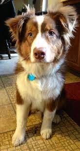 Check spelling or type a new query. 50 Pounds Of Handsome Cute Puppies Fluffy Animals Australian Shepherd Dogs