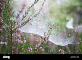 Image result for Erica microdonta