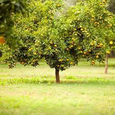 Browse 123,585 fruit tree stock photos and images available, or search for apple tree or fruit tree in garden to find more great stock photos and pictures. 10 Best Fruit Trees To Grow At Home Family Handyman