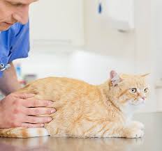 Feline leukemia virus if the cat meets other cats. Kitten Vaccination Schedule Petsmart