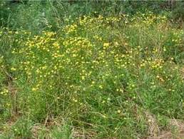 Image result for Senecio madagascariensis