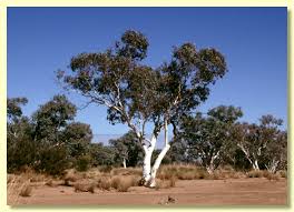 Image result for Eucalyptus camaldulensis