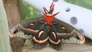 Image result for Cecropia