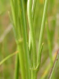 Image result for Chironia