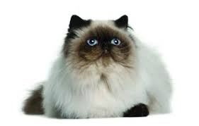Himalayan Cat Breed Profile Petfinder