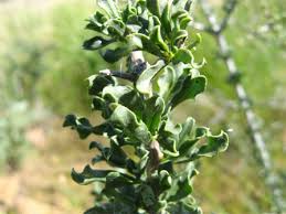 Image result for Rhigozum zambesiacum