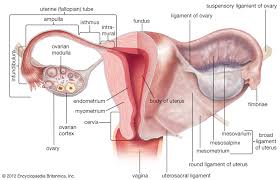 Get prepared for your anatomy exams: Uterus Definition Function Anatomy Britannica