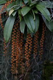 Image result for Hunteria myriantha