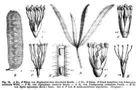 Image result for Elephantorrhiza goetzei