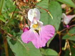 She often tells me about these flowers and she also shows them to me as. Impatiens Balfourii Wikipedia